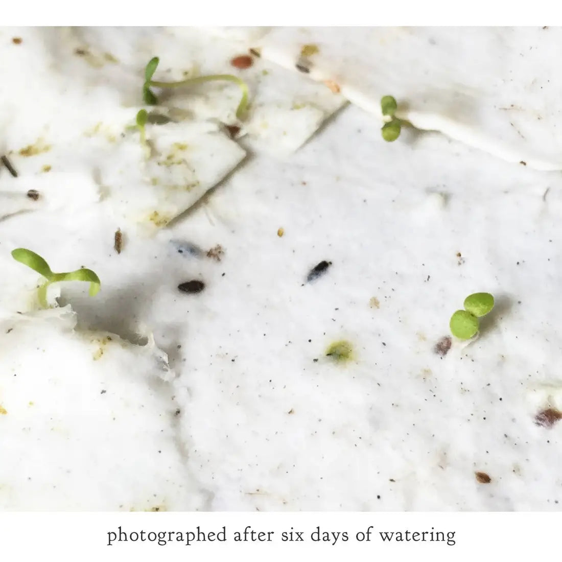 wildflower seeded paper SMALL VICTORIES
