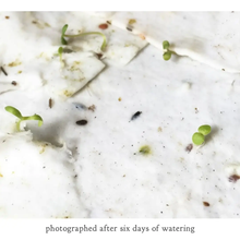 Load image into Gallery viewer, SMALL VICTORIES | Plantable  Herb Seed Holiday Cards 2025